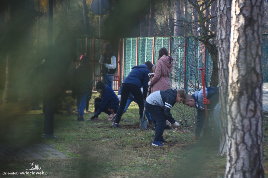 Posadzili drzewa wokół SP 19