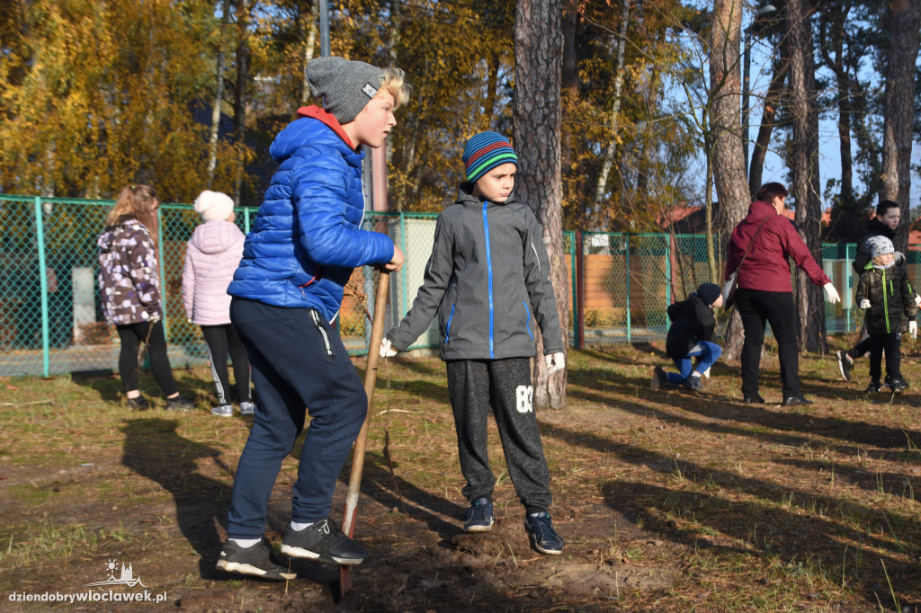 Posadzili drzewa wokół SP 19