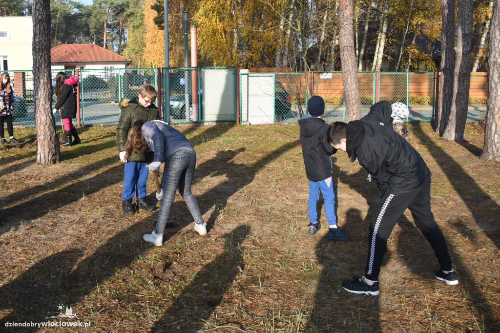 Posadzili drzewa wokół SP 19