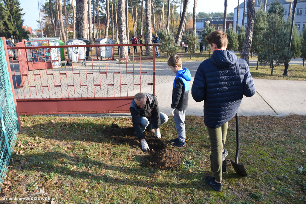 Posadzili drzewa wokół SP 19
