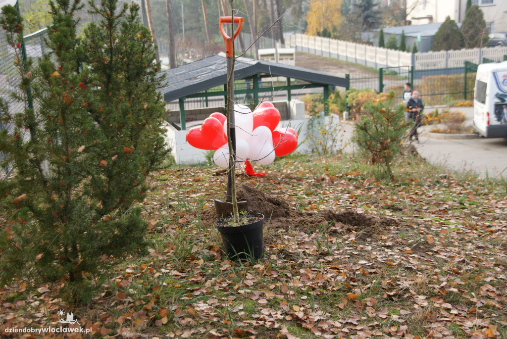 Dąb niepodległości na Zawiślu