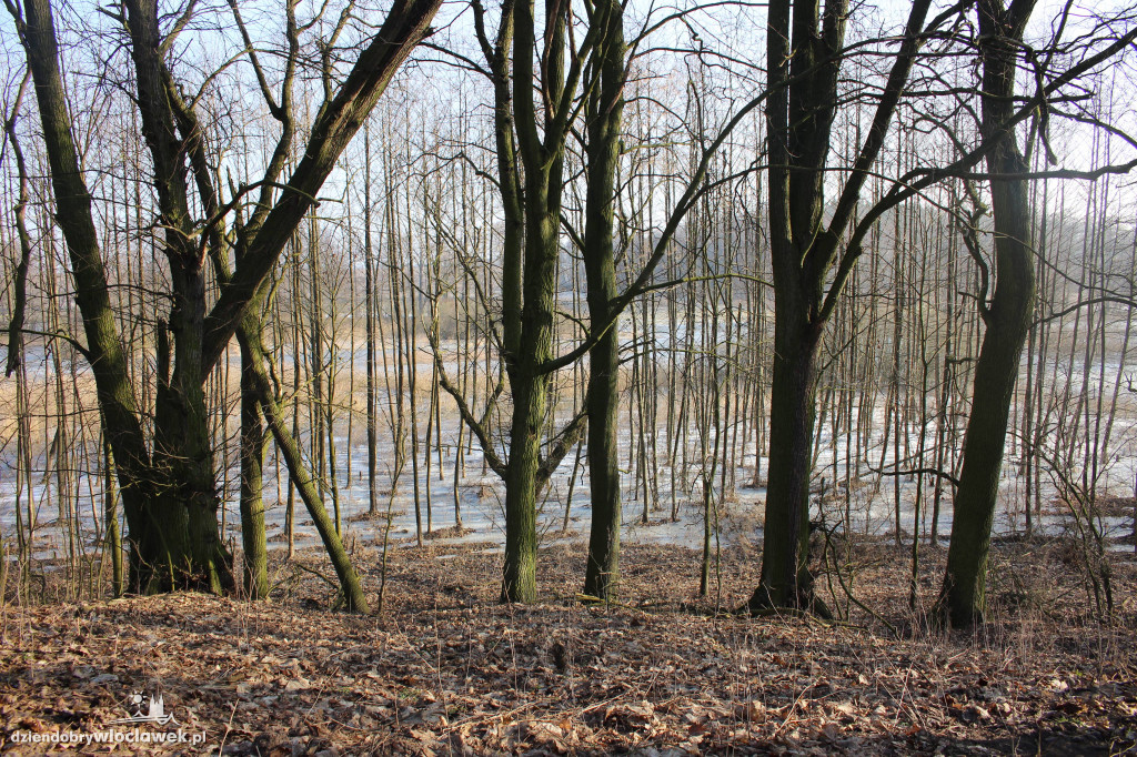Odkrycie włocławskich archeologów
