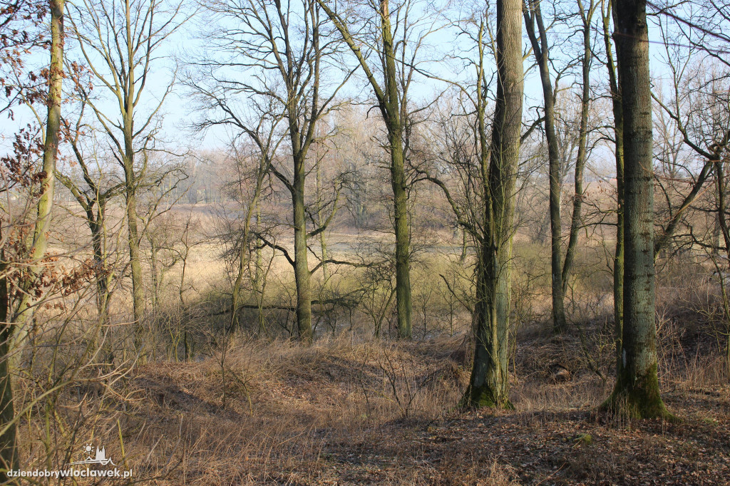 Odkrycie włocławskich archeologów