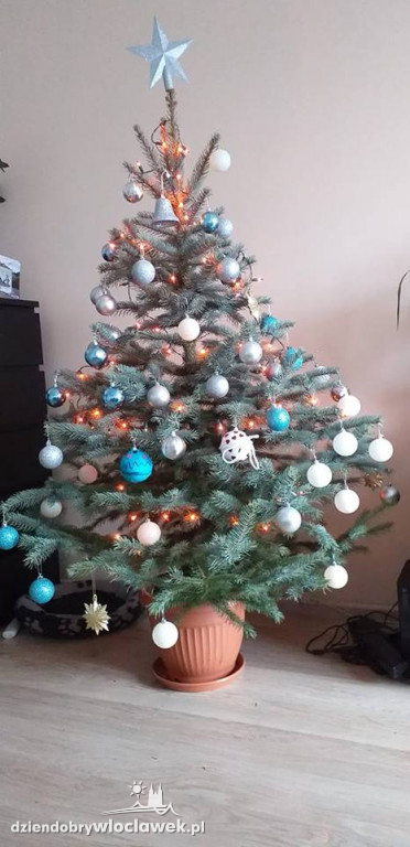 Tak włocławianie ozdobili choinki