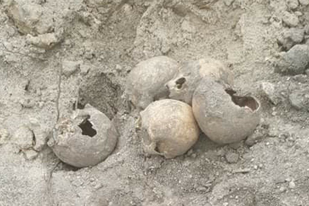 Ludzkie czaszki na polu pod Włocławkiem
