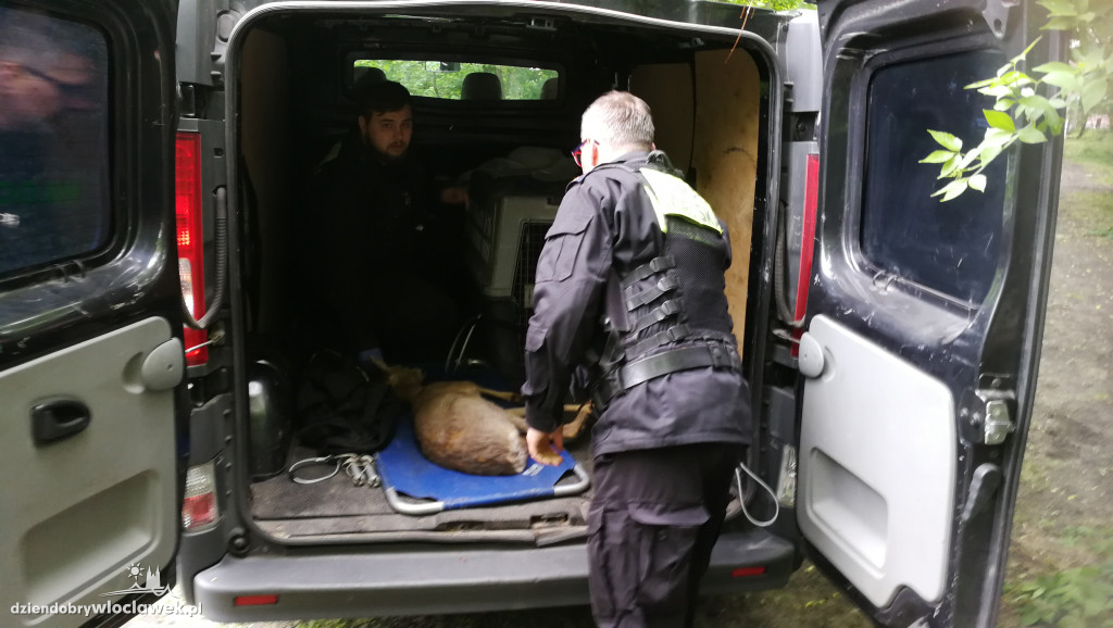 Sarna w mieście. Pomógł eko-patrol