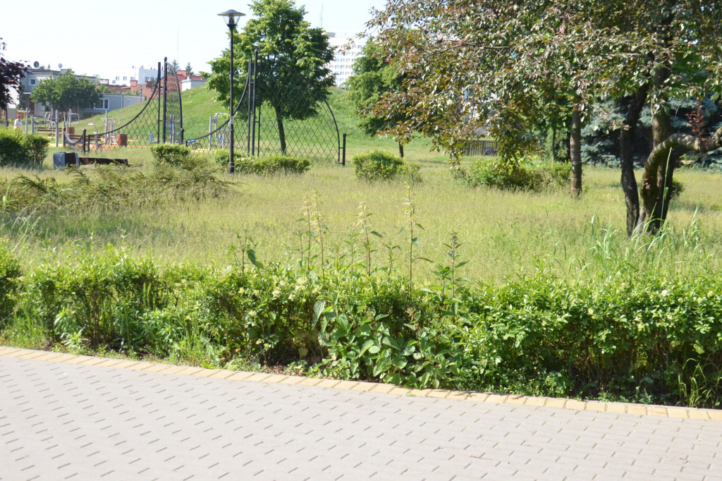 Park Łokietka znów bardzo zarośnięty