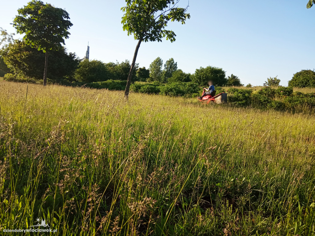 Park Łokietka znów bardzo zarośnięty