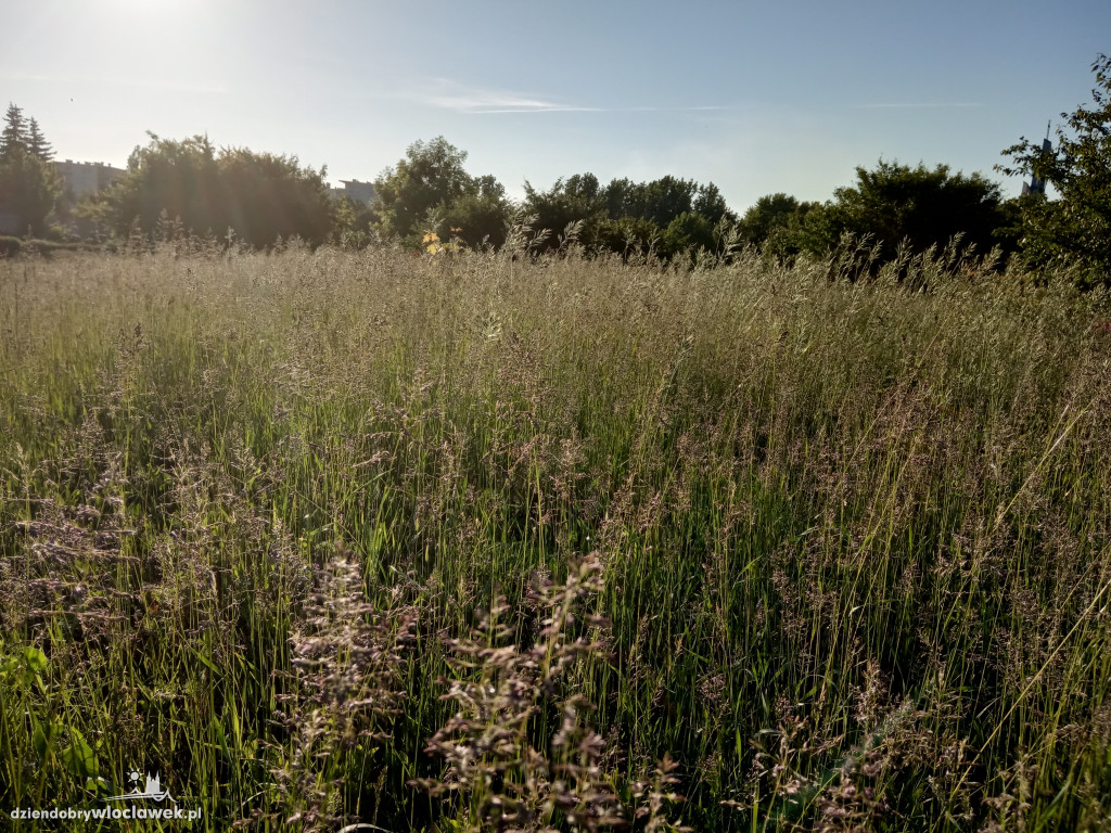 Park Łokietka znów bardzo zarośnięty