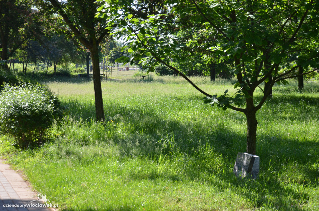 Park Łokietka znów bardzo zarośnięty