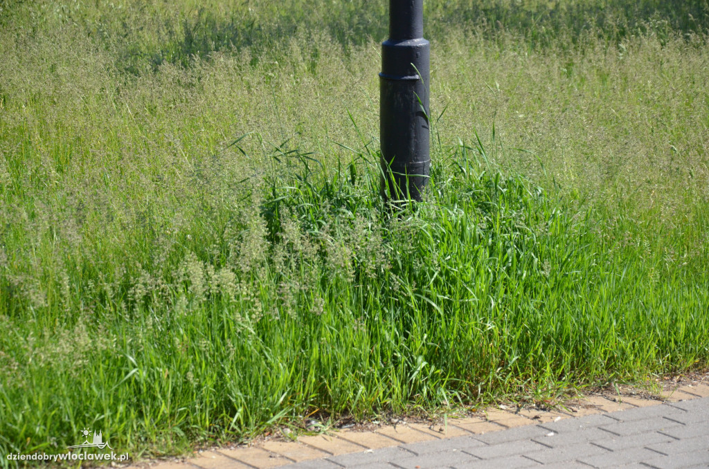 Park Łokietka znów bardzo zarośnięty