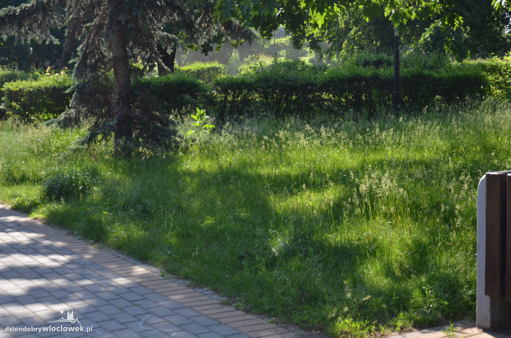 Park Łokietka znów bardzo zarośnięty