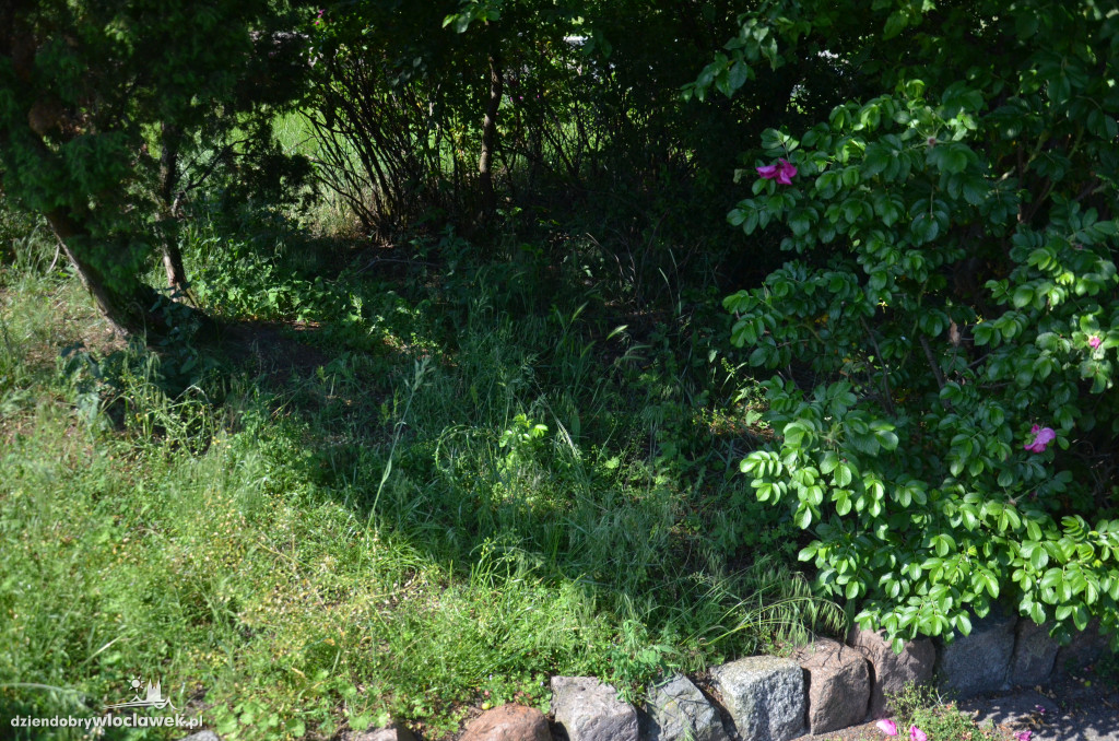Park Łokietka znów bardzo zarośnięty