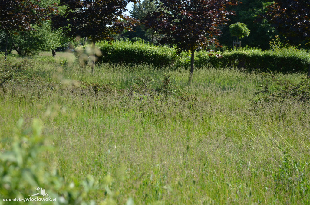 Park Łokietka znów bardzo zarośnięty