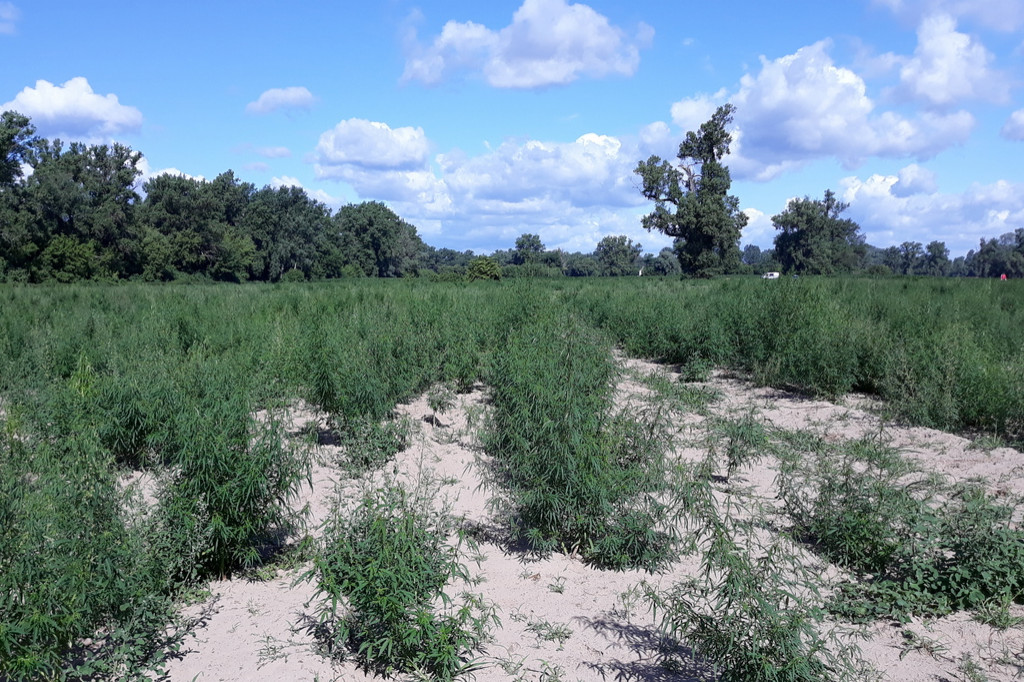 Marihuana rosła na 4 hektarach pola