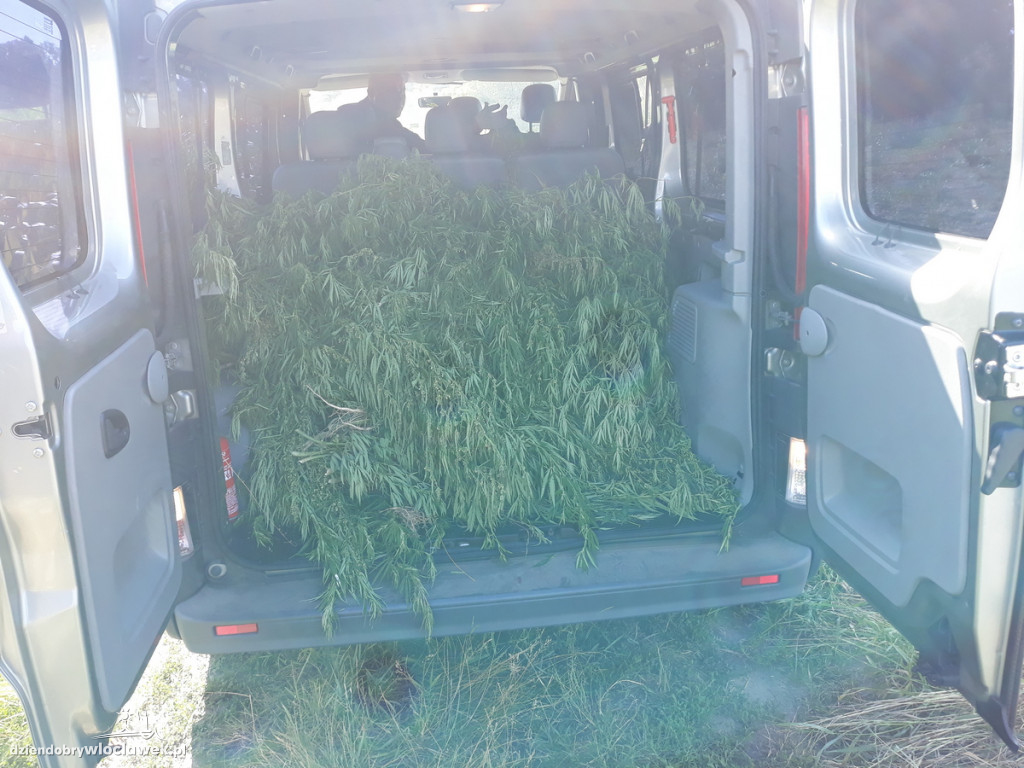 Marihuana rosła na 4 hektarach pola
