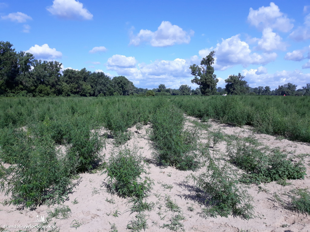 Marihuana rosła na 4 hektarach pola