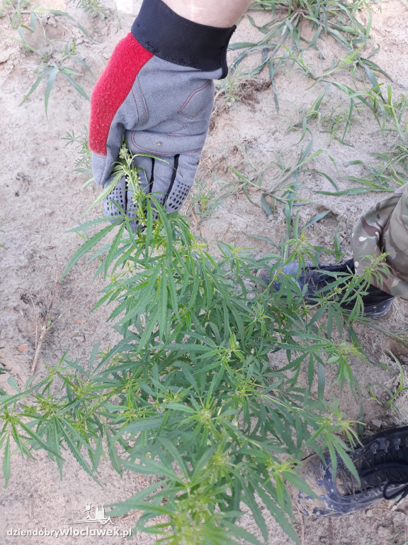 Marihuana rosła na 4 hektarach pola