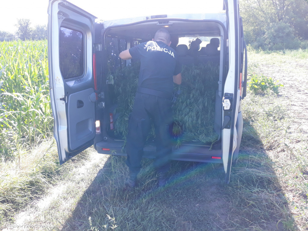 Marihuana rosła na 4 hektarach pola