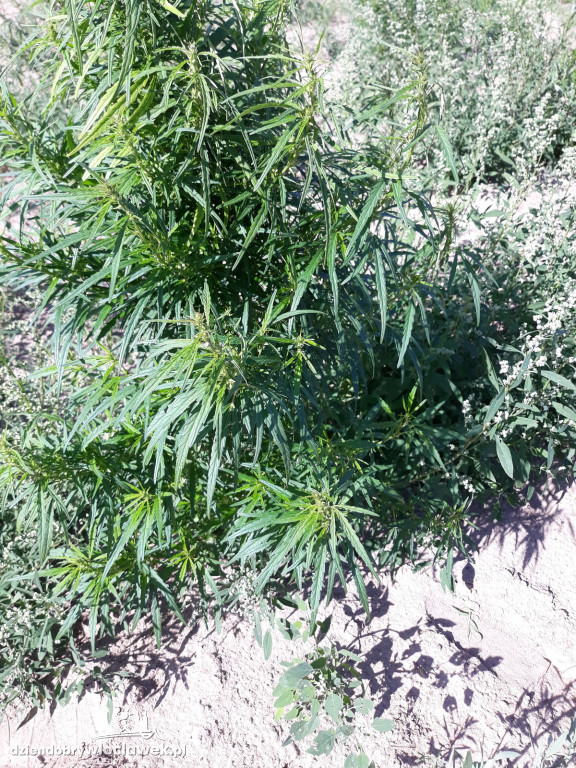 Marihuana rosła na 4 hektarach pola