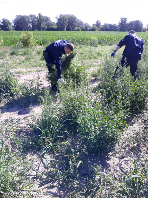 Marihuana rosła na 4 hektarach pola