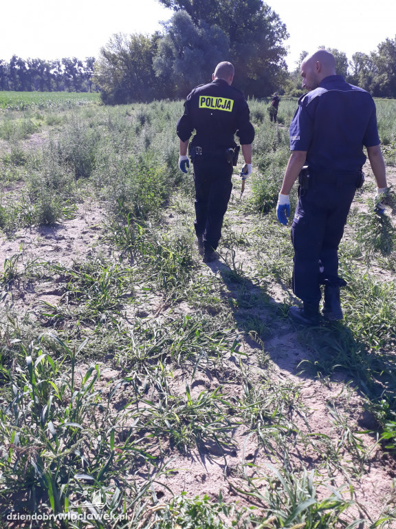 Marihuana rosła na 4 hektarach pola