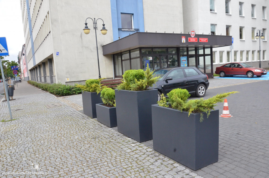 Nowa zieleń w mieście - graby przy farze
