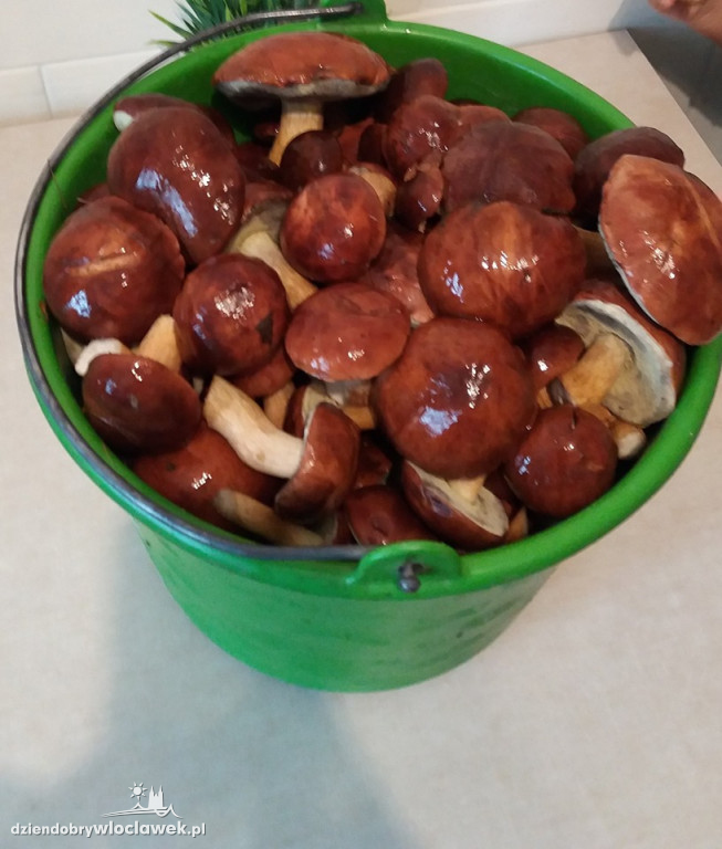 Grzybobranie w powiecie włocławskim