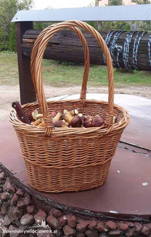 Grzybobranie w powiecie włocławskim