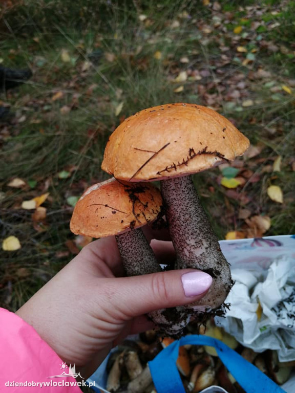 Grzybobranie w powiecie włocławskim