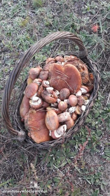 Grzybobranie w powiecie włocławskim
