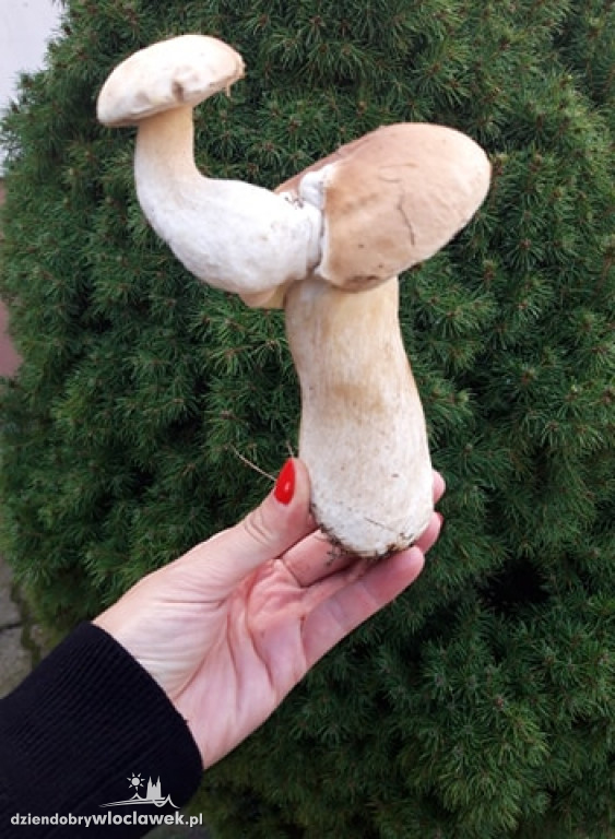 Grzybobranie w powiecie włocławskim