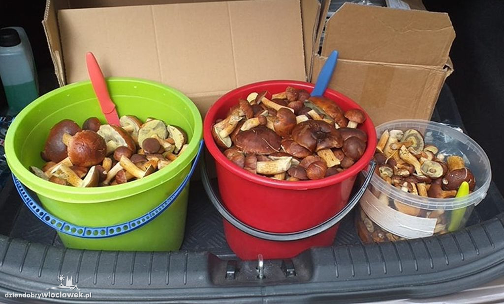Grzybobranie w powiecie włocławskim
