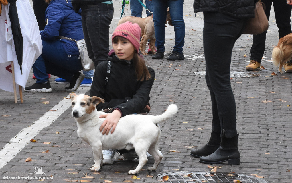 Przemarsz adoptowanych psów 3 maja