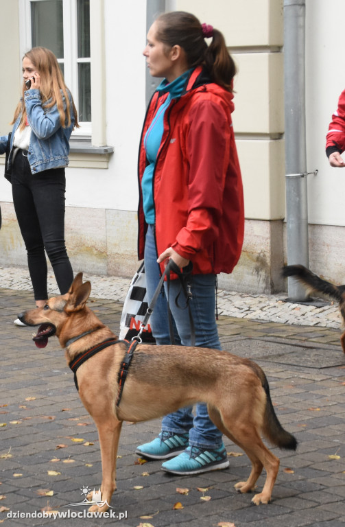 Przemarsz adoptowanych psów 3 maja