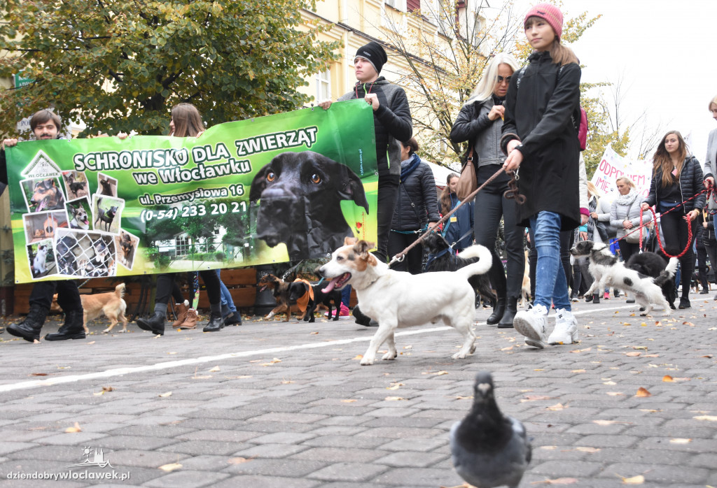 Przemarsz adoptowanych psów 3 maja