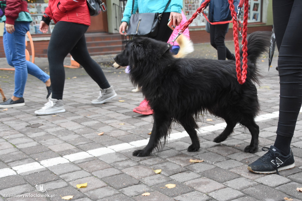 Przemarsz adoptowanych psów 3 maja