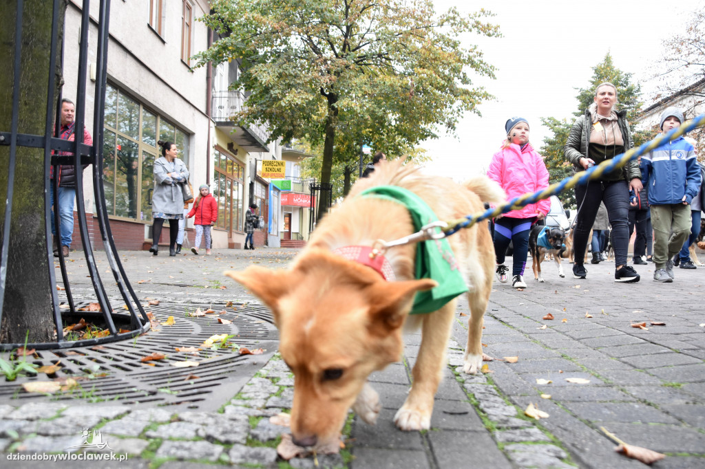 Przemarsz adoptowanych psów 3 maja
