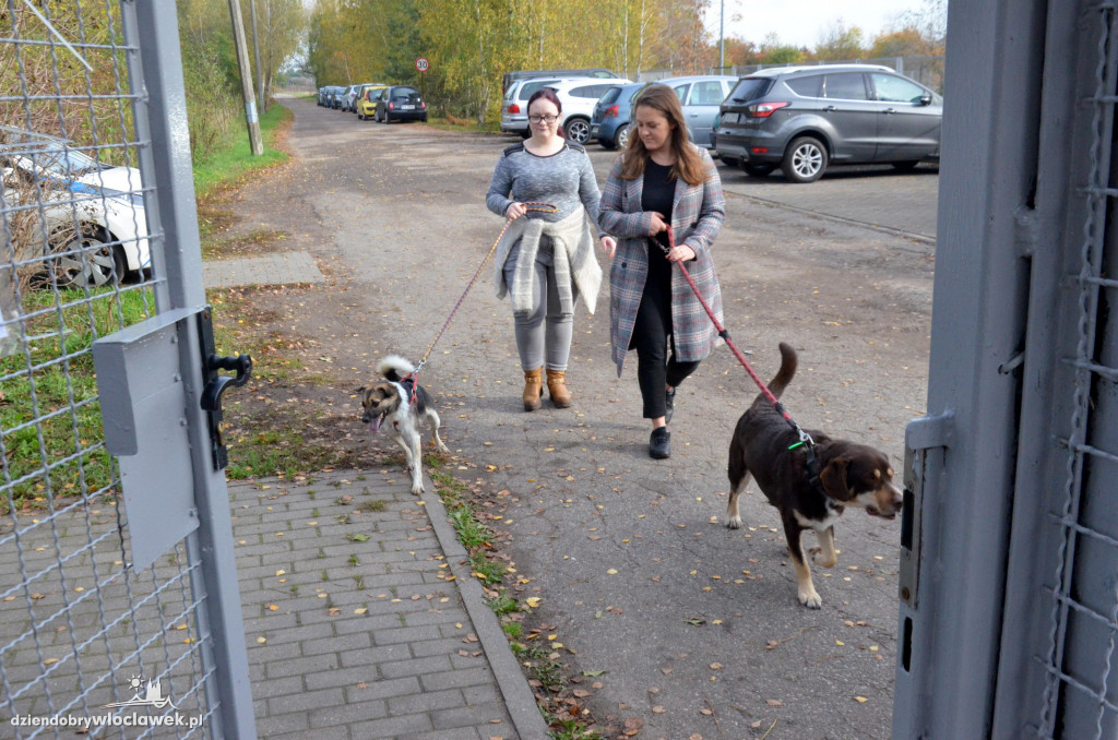 Bieg na 6 łap w schronisku