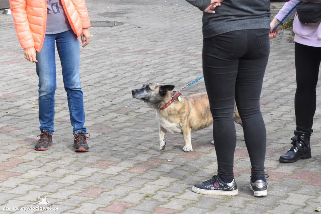 Bieg na 6 łap w schronisku