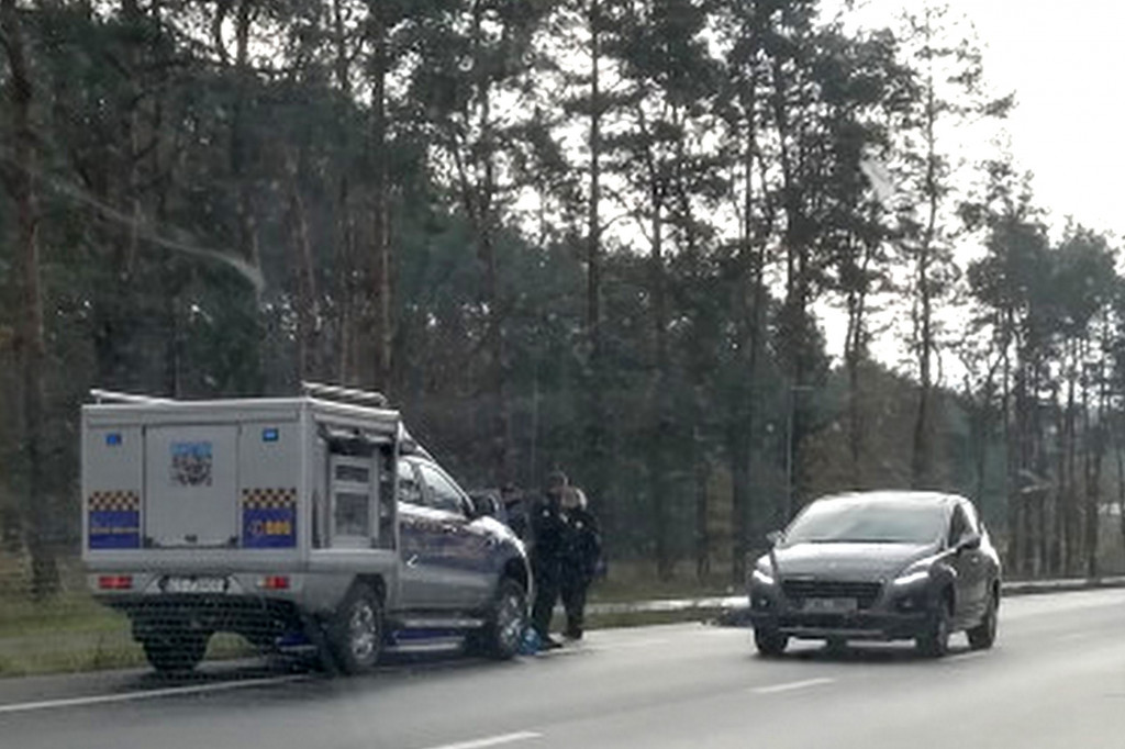 Stado dzików potrącone przez osobówkę