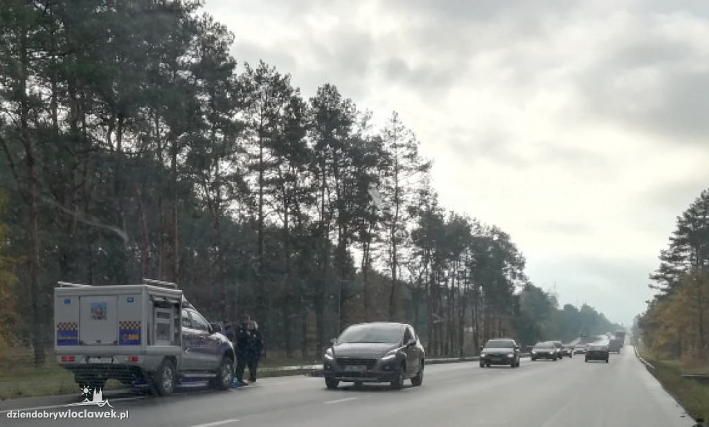 Stado dzików potrącone przez osobówkę