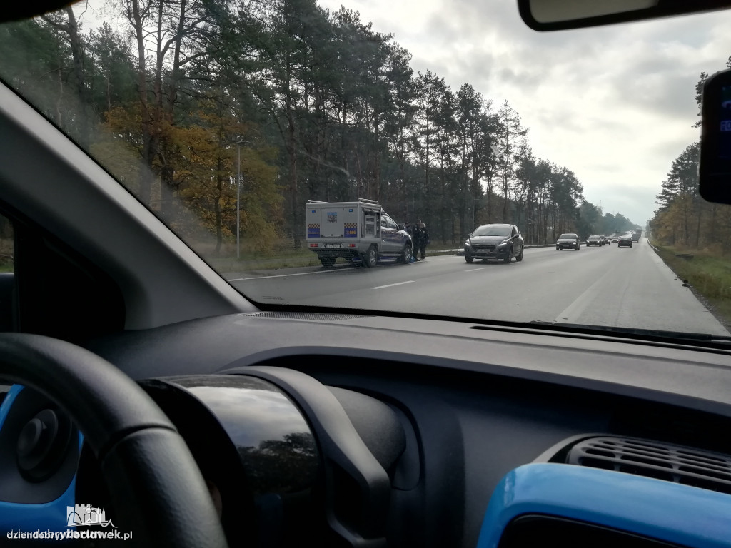 Stado dzików potrącone przez osobówkę