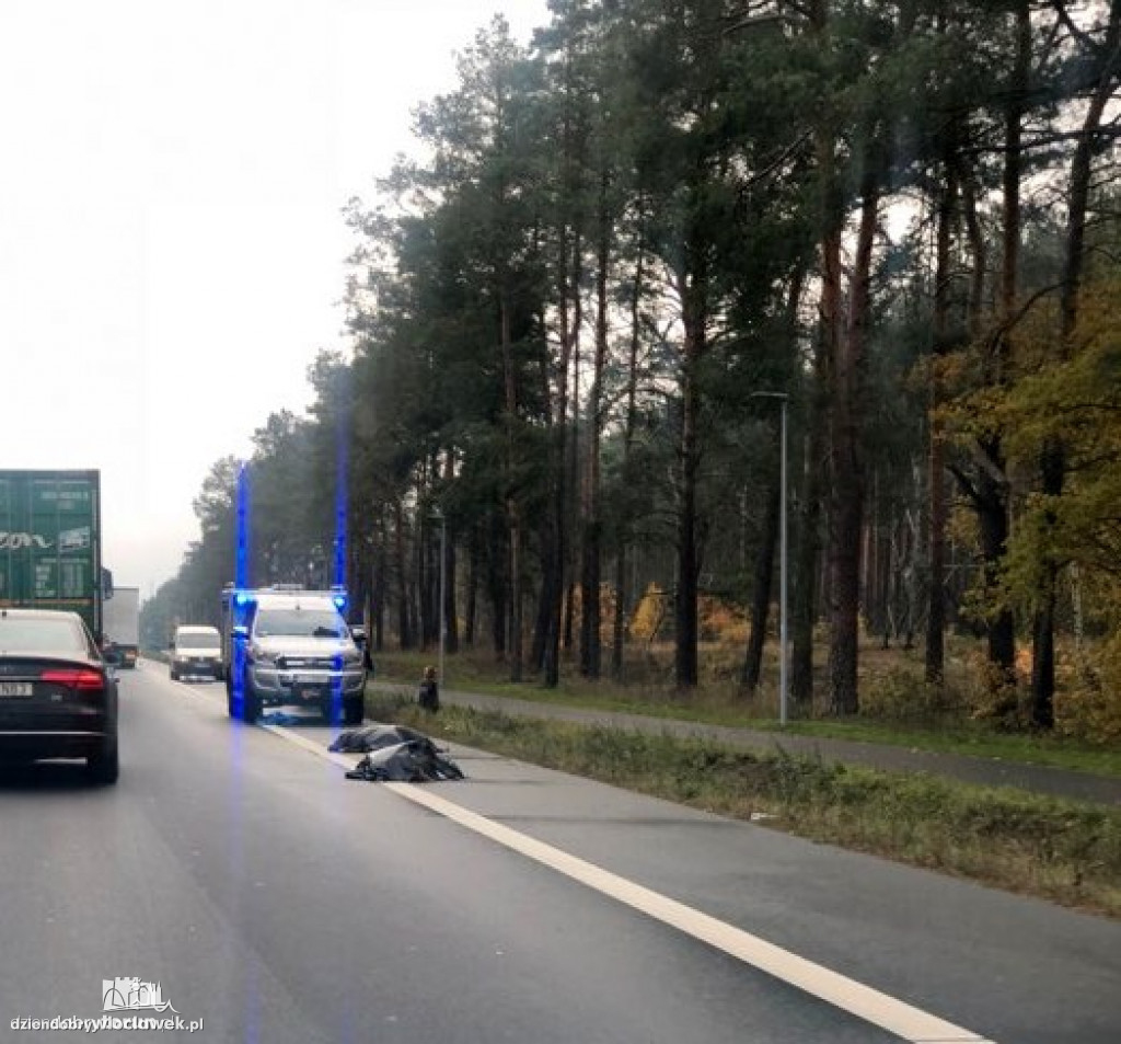 Stado dzików potrącone przez osobówkę