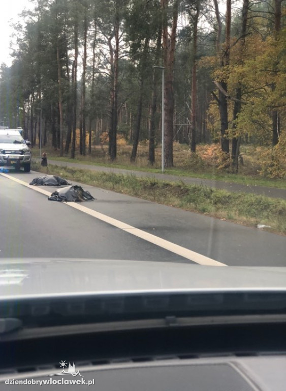 Stado dzików potrącone przez osobówkę