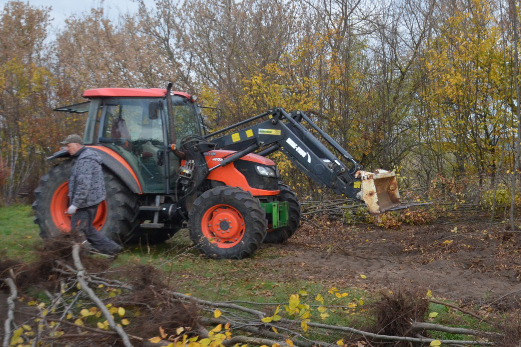 Oczyszczanie zieleni przy ul. Toruńskiej