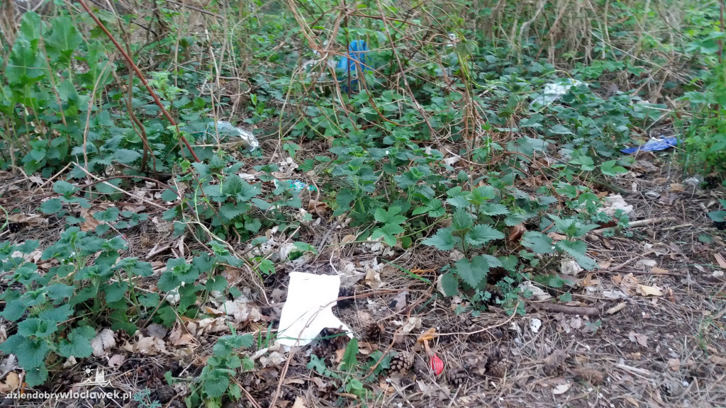 Las na Zazamczu tonie w śmieciach