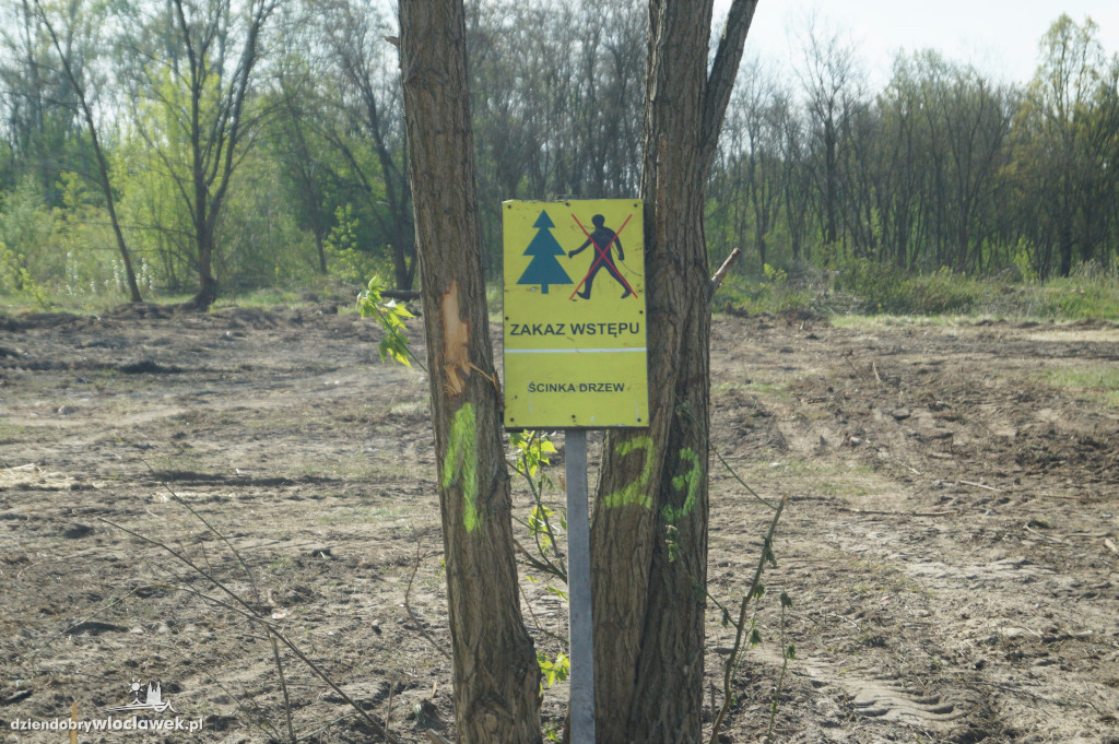 Wycinka drzew na ul. Lisek