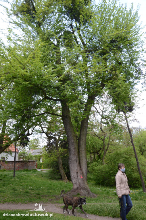 Będzie wycinka w parku Sienkiewicza?