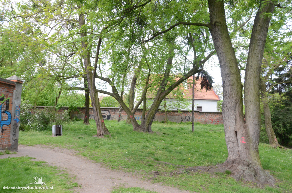 Będzie wycinka w parku Sienkiewicza?
